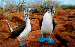 two white-brown-and-blue birds on brown rocks